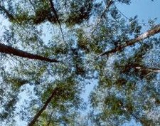 Rede Unida mais sustentável